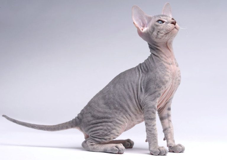 Top 12 Most Expensive Cat Breeds in the World in 2024 Ashera vs
